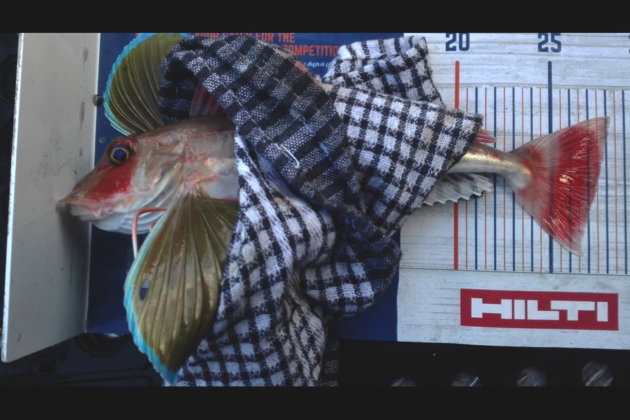 Marisa Andrews caught this 27cm Gurnard at wellington harbour during The Hirepool Baitmates Fishing Comp